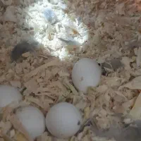 عروس هلندی مولد|پرنده|محمدشهر, شهرک پیام (مهرالبرز)|دیوار