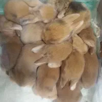 خرگوش لوپ جرسی پشمالو مینیاتوری|موش و خرگوش|شیراز, کوزه گری|دیوار