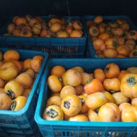 فروش خرمالو درشت و درجه یک