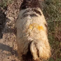 بره . میش .گوسفند