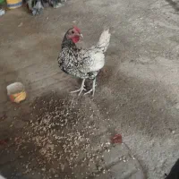 خروس