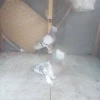 کبوتر ترک|پرنده|بم, |دیوار