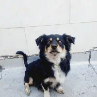 سگ ژرمن اشپیتز