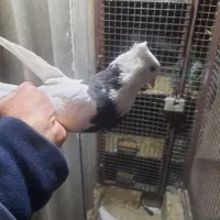 کبوتر ، کفتر ، طوقی|پرنده|تهران, کیانشهر|دیوار