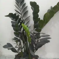 جوجه|پرنده|بندر دیر, |دیوار