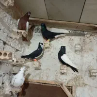 کفتر بوم