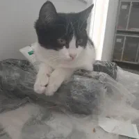 بچه گربه بومی