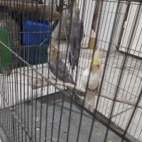 عروس هلندی|پرنده|قدس, شهرقدس|دیوار