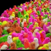 جوجه رنگی ،بومی ،ارک ارسال رایگان