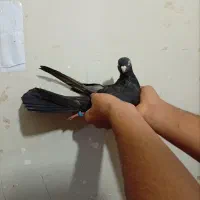 جفت زاغ ابادانی عروسک