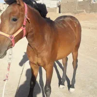 کره نریون ۵ ساله|اسب و تجهیزات اسب‌سواری|خمینی‌شهر, |دیوار