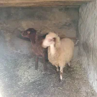 2عدد بره ماده سالم سرحال جفتی 20 ملیون|حیوانات مزرعه|مریوان, |دیوار