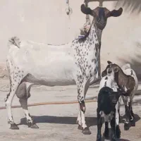 بز صلاله کل دوقلوزا هیکلی