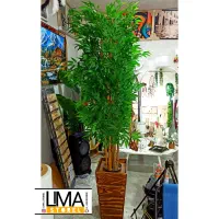 درختچه زیبا مخصوص خونه های شیک