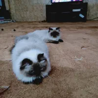 گربه هیمالیا|گربه|اهواز, کیانپارس |دیوار