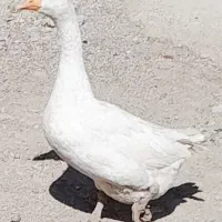 قاز ماده|حیوانات مزرعه|پلدختر, |دیوار