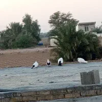 جفت دمبی کبوتر رنگی