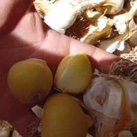 موسیر الموت