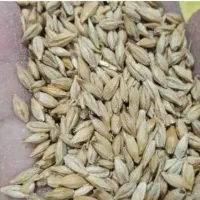 فروش جو روس کف انبار