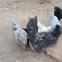 تخم نطفه دار گلین|حیوانات مزرعه|شیراز, بازار|دیوار