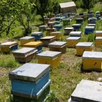 فروش عسل خام و طبیعی کوهستان