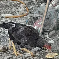 جوجه لاری آس|حیوانات مزرعه|نوشهر, |دیوار