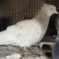 ۲عددکله|پرنده|بم, |دیوار