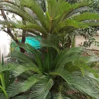 سیکاس سی ساله به همراه تعدادی گلدان گل