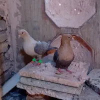 کبوتر ارشینگل یا مشکی کله زرد