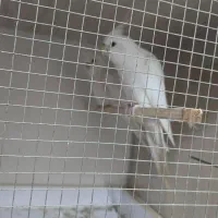 فروش عروس هلندی در جم|پرنده|جم, |دیوار