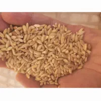 جو و هم خانواده آن درشت و قیمت مناسب.