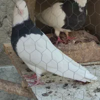 طوقی|پرنده|رفسنجان, |دیوار