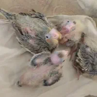 جوجه عروس هلندی