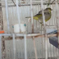 سهره|پرنده|ملک‌آباد, |دیوار