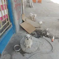 سگ پاپی شیتزو|سگ|پیر بکران, |دیوار