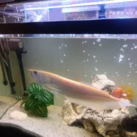 ماهی آروانا آلبینو