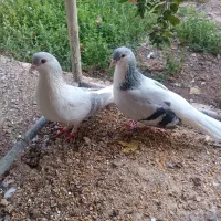 کبوتر فروشی