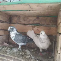 کبوتر غریبگیری|پرنده|سورک, |دیوار