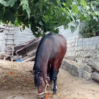 اسب تمام یورقه نرون|اسب و تجهیزات اسبسواری|پایین هولار, |دیوار