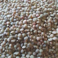 عدس محلی ونخود کرمانشاه