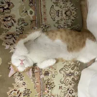 واگذاری گربه