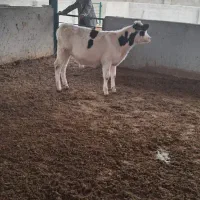 گوساله سیمینتال اصل درجه 1|حیوانات مزرعه|لالی, |دیوار