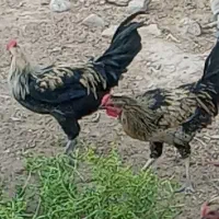 جوجه یه ماهه|حیوانات مزرعه|هندیجان, |دیوار