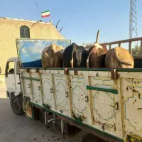 خرید فروش انواع گاو مریض پا شسکته سالم