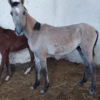 پنج راس کره اسب فی پایین|اسب و تجهیزات اسبسواری|رونیز, |دیوار