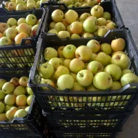 سیب درجه یک از باغات شیروان
