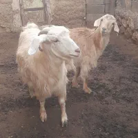 فروش 5عدد بز ..4عددماده.1عدد نر|حیوانات مزرعه|ماهنشان, |دیوار