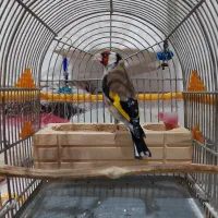 سهره جوجه قفس معاوضه انگشتر