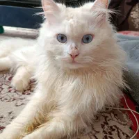 گربه پرشین|گربه|سبزوار, شرق کال میانی|دیوار