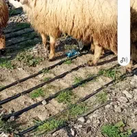 قوچ داشتی و گوشتی